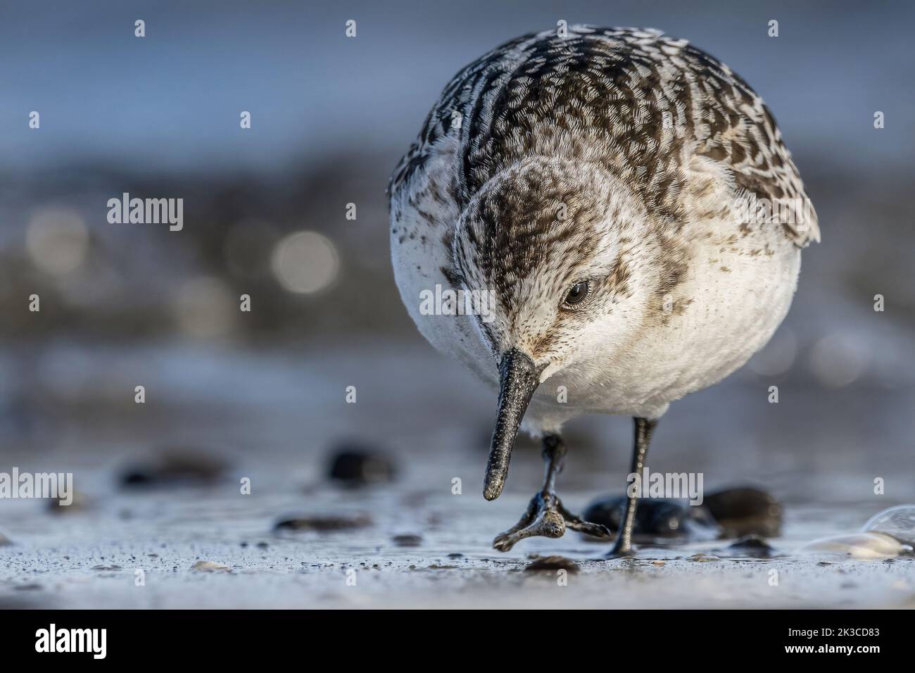 Baie de somme, oiseaux en vol Foto Stock