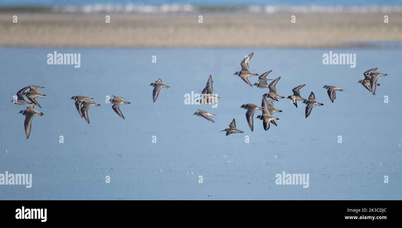 Baie de somme, oiseaux en vol Foto Stock