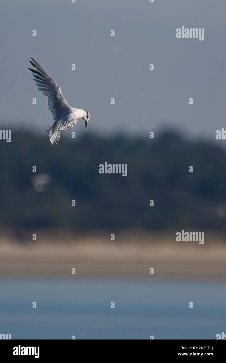 Baie de somme, oiseaux en vol Foto Stock