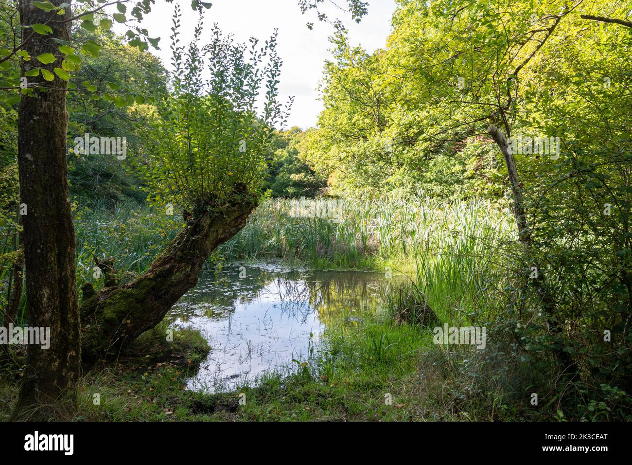 Vista di uno stagno nella riserva naturale nazionale di Ebernoe Common, West Sussex, Inghilterra, Regno Unito Foto Stock