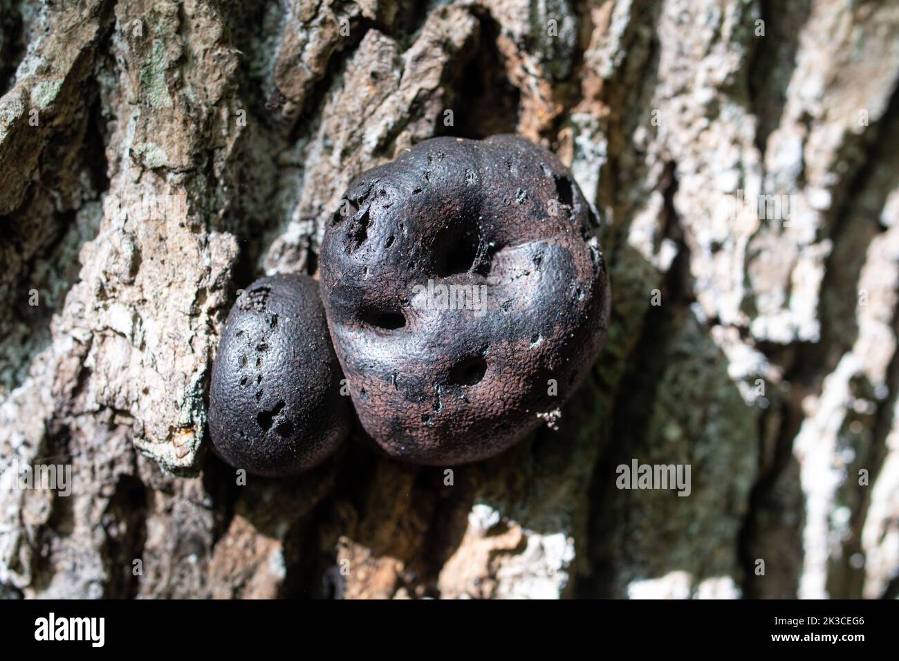 Funghi della torta del re Alfred (Daldinia concentrica, anche denominata palle di crampi o fungo di carbone) su un albero durante l'autunno, Regno Unito Foto Stock
