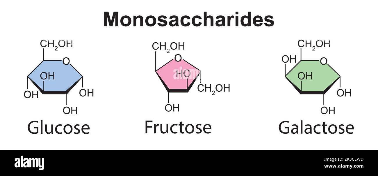 Illustrazione chimica dei monosaccaridi. Glucosio, fruttosio e galattosio. Illustrazione vettoriale. Illustrazione Vettoriale