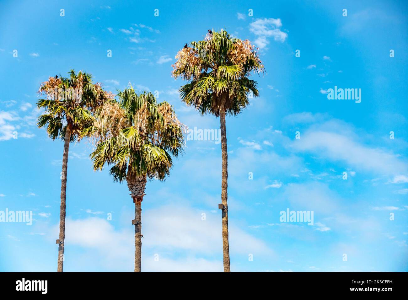 Una palma contro un cielo blu chiaro in un giorno d'estate a Vallejo, California. Foto Stock