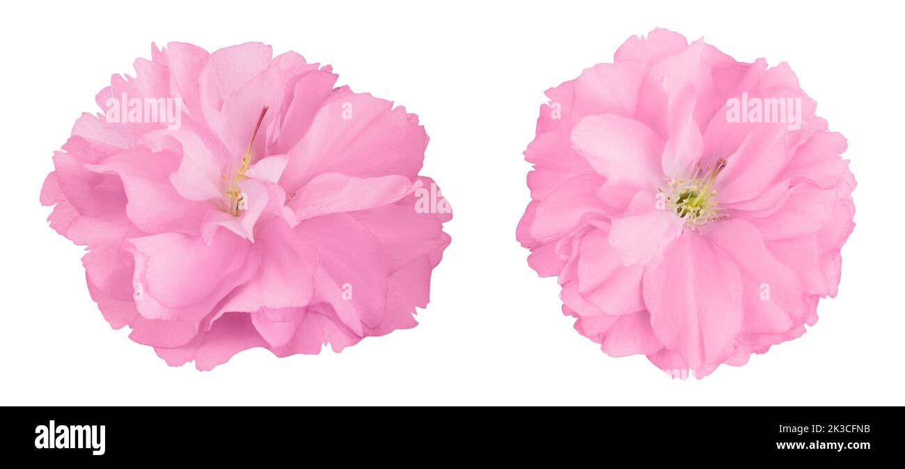 Sakura fiore ciliegio isolato su sfondo bianco con profondità di campo piena. Vista dall'alto. Disposizione piatta. Foto Stock