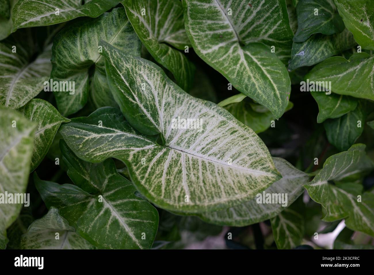 Verde foglie sfondo. Vitigno Arrowhead, foglie variegate con disegno bianco Foto Stock