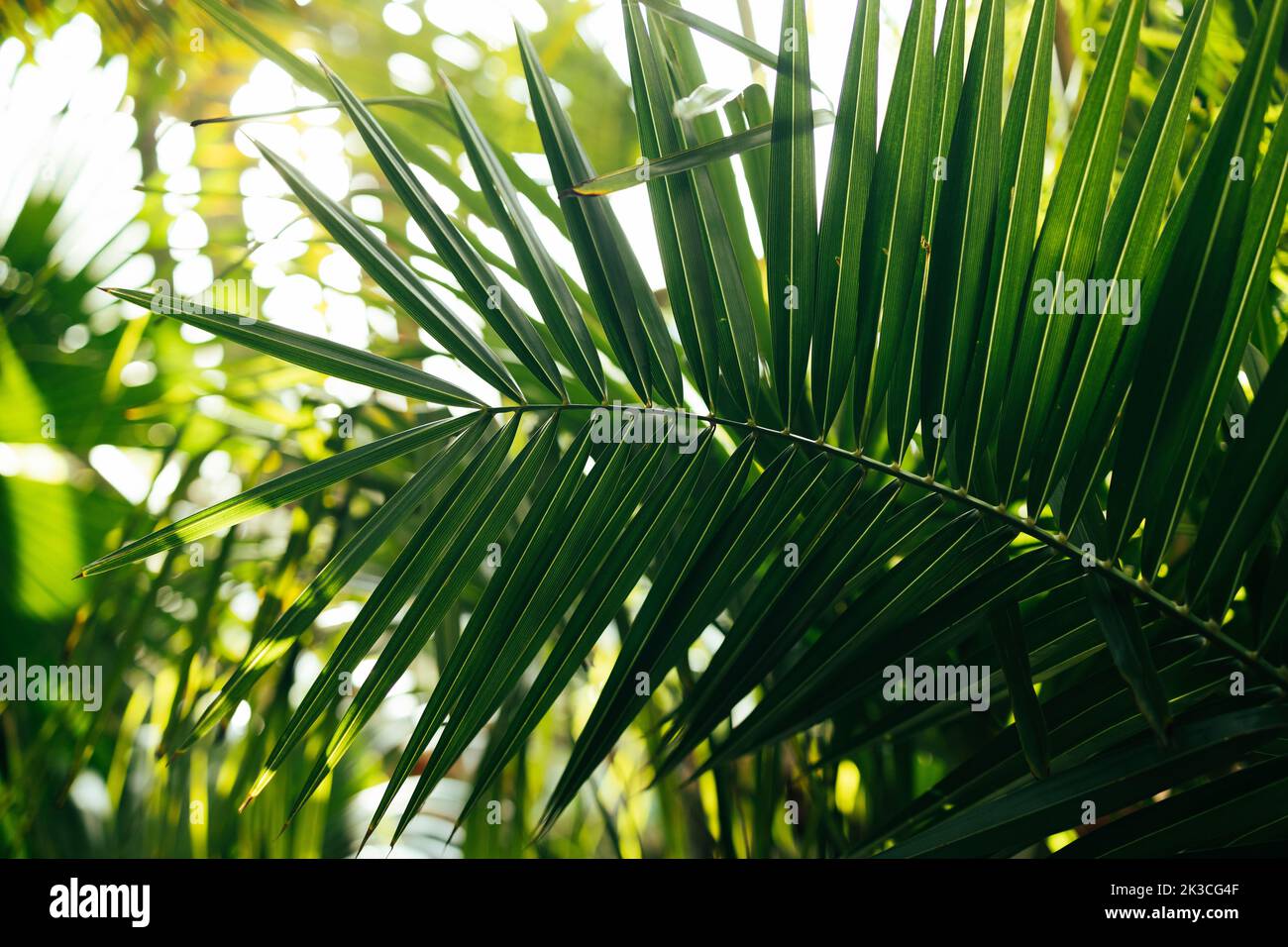 Foglie di palma tropicali, motivi floreali sfondo in estate Foto Stock