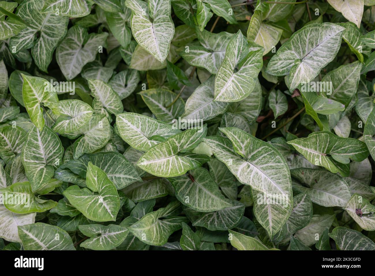 Verde foglie sfondo. Vitigno Arrowhead, foglie variegate con disegno bianco Foto Stock