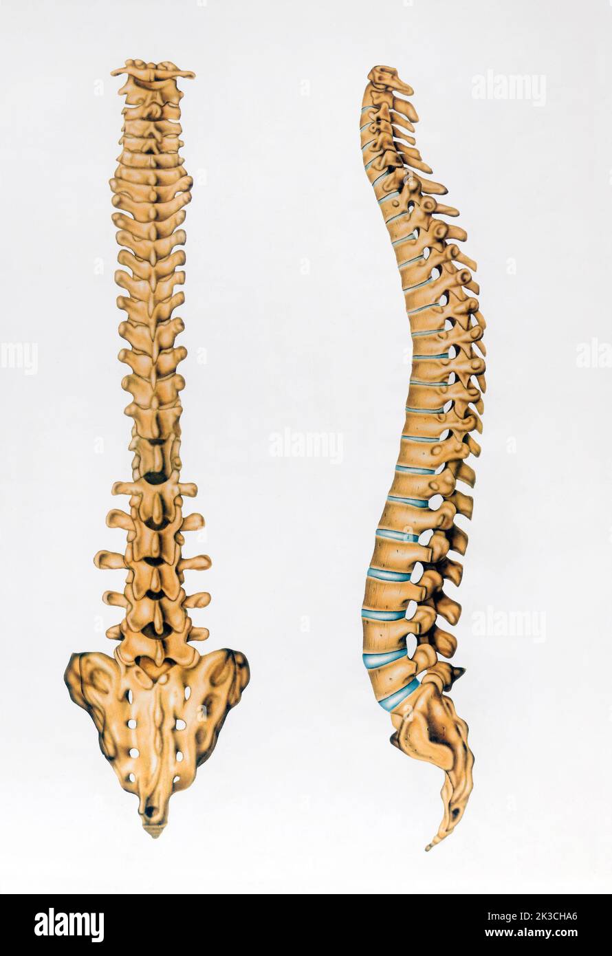 Immagine retro schematica di ossa sane della colonna vertebrale umana raffigurata su sfondo grigio Foto Stock