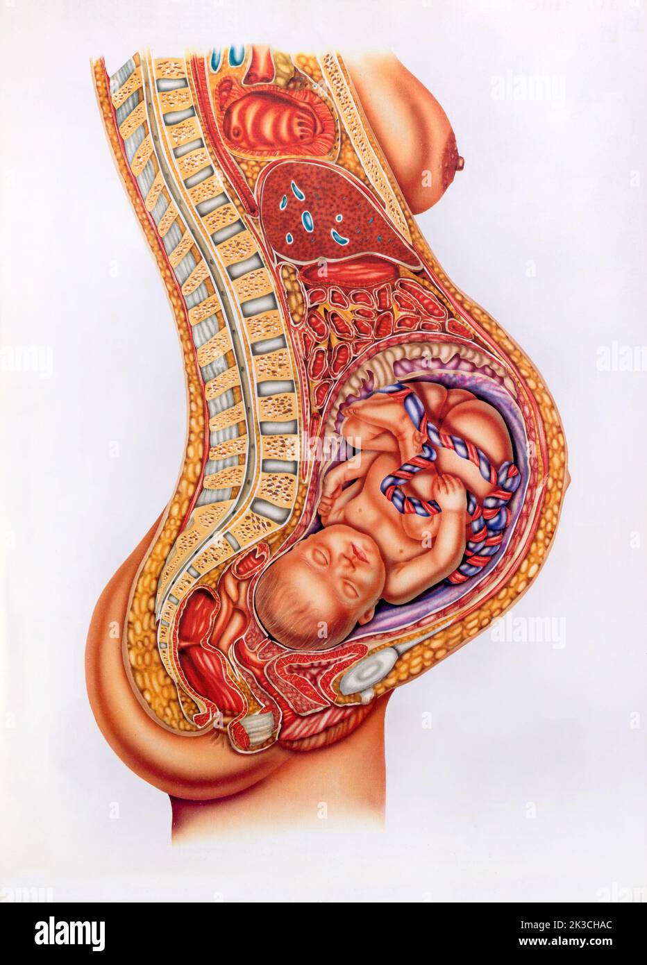 Immagine retrò sezionale del neonato con cordone ombelicale all'interno del ventre della madre incinta Foto Stock