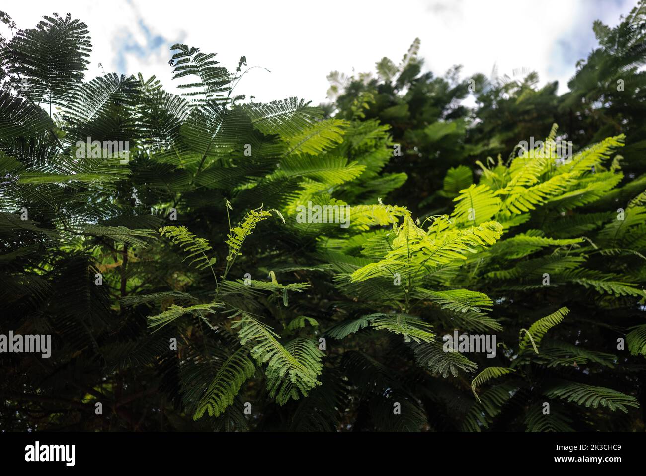 Delonix regia lascia su sfondo bianco cielo. Foglie reali di Poinciana tipo felce Foto Stock