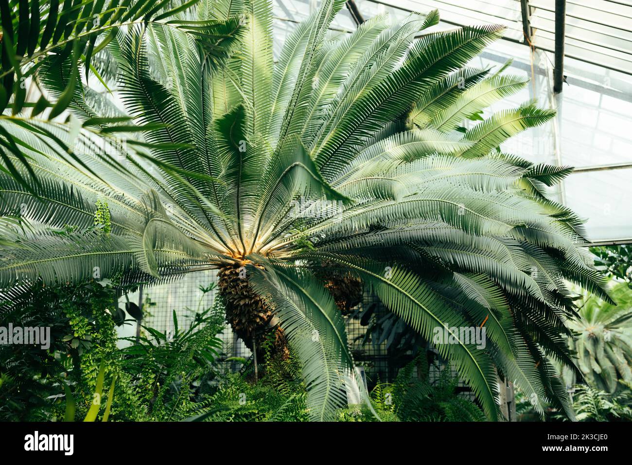 Alberi tropicali e piante nella serra botanica. Giardino delle palme in serra Foto Stock