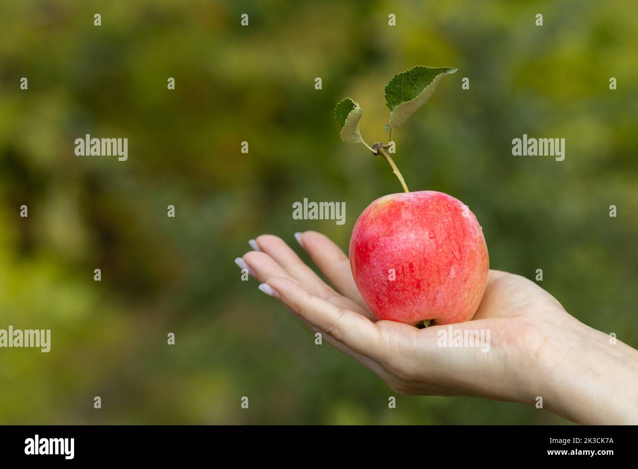 mano di donna che tiene una mela rossa matura. Foto di alta qualità Foto Stock