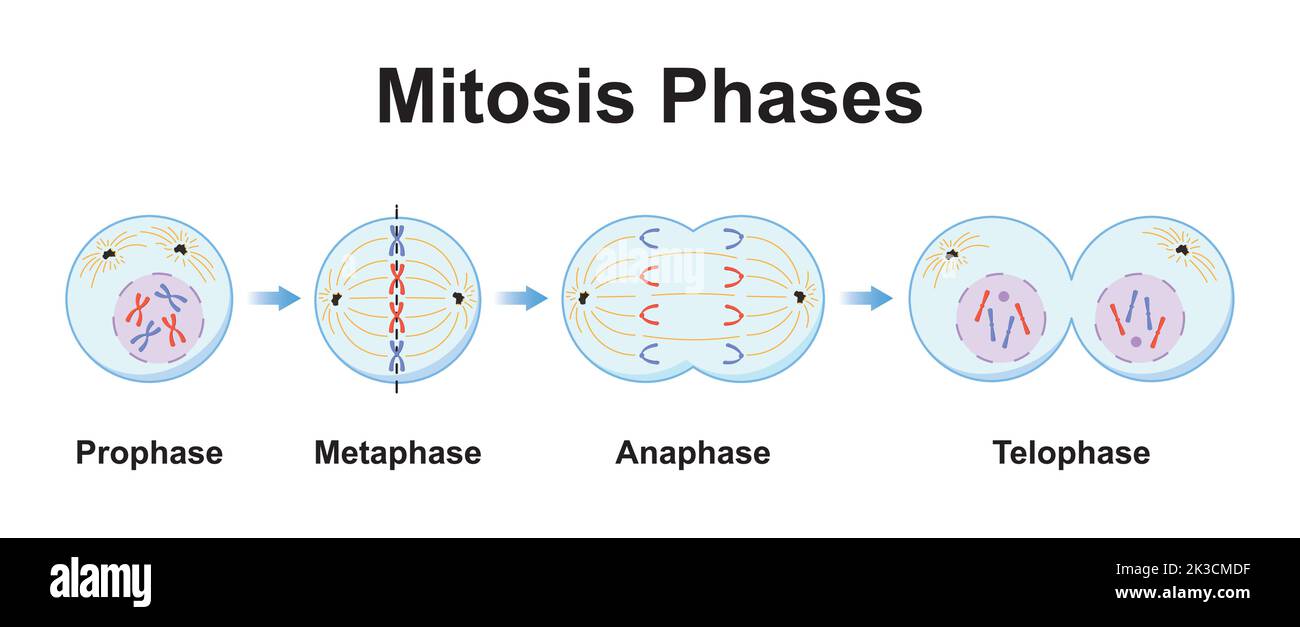 Progettazione scientifica delle fasi di mitosi (Divisione cellulare). Simboli colorati. Illustrazione vettoriale. Illustrazione Vettoriale
