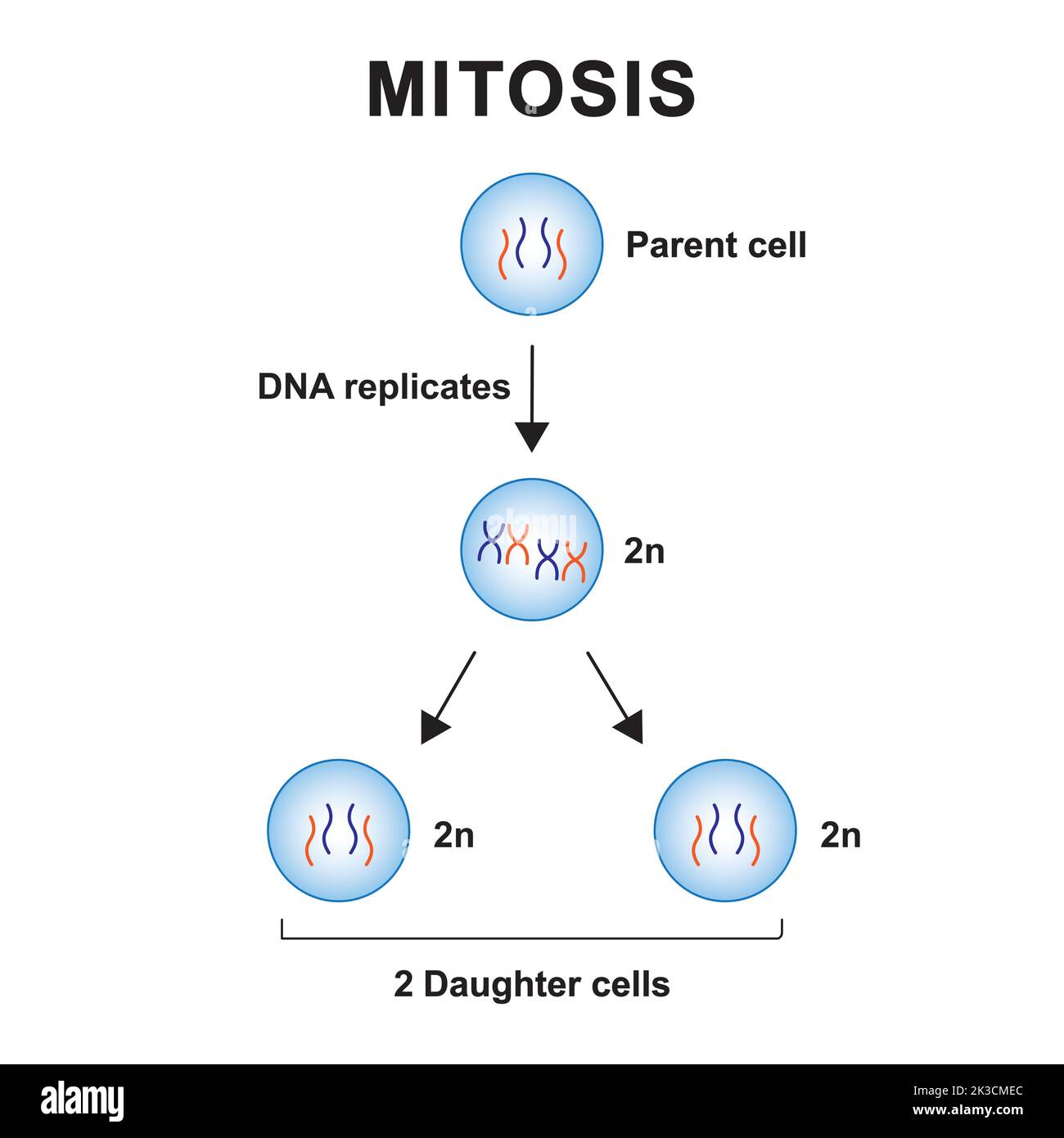 Progettazione scientifica di Mitoisis. Simboli colorati. Illustrazione vettoriale. Illustrazione Vettoriale