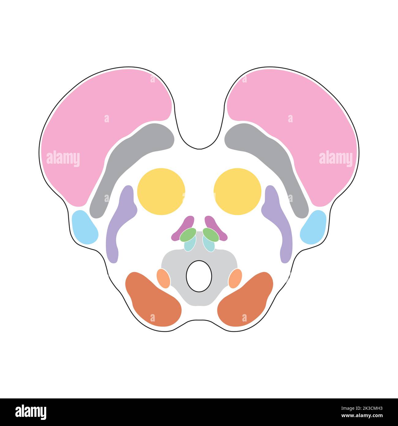 Progettazione scientifica dell'anatomia del midbrain. Sezione assiale a livello del collicolo superiore. Simboli colorati. Illustrazione vettoriale. Illustrazione Vettoriale