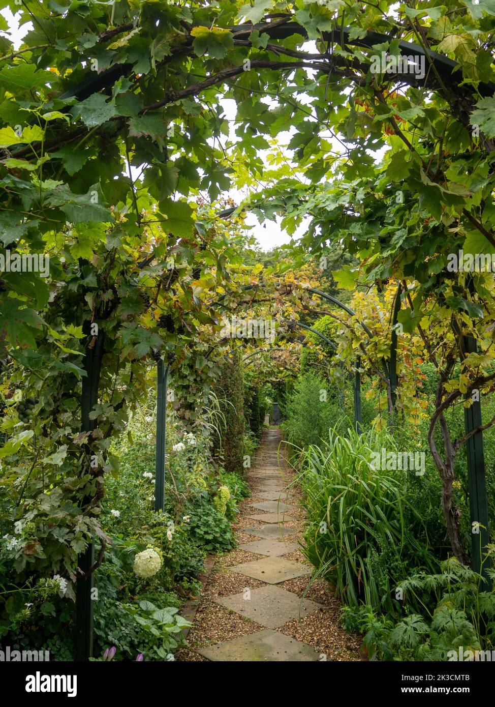Vista ritratto del sentiero lastricato in ciottoli attraverso gli archi del giardino Chenies Manor, che mostra la vite di testa a Septemberand molto fogliame. Foto Stock