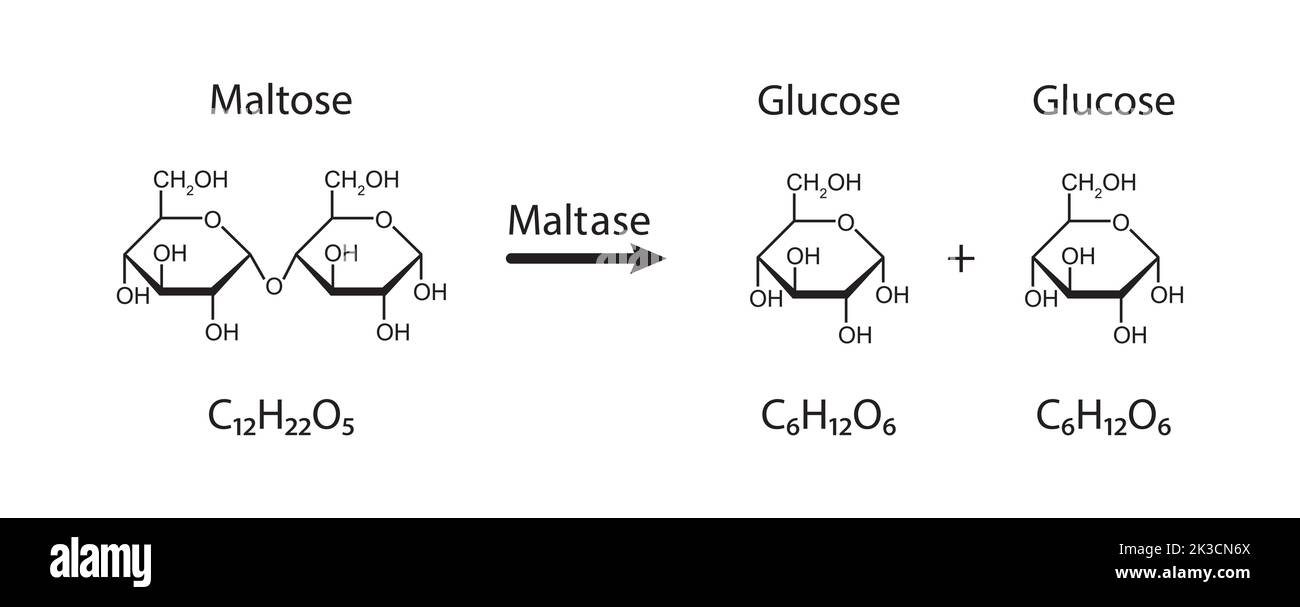 Effetto dell'enzima maltasi sulla molecola di zucchero del maltosio. Idrolisi del maltosio. Illustrazione vettoriale. Illustrazione Vettoriale