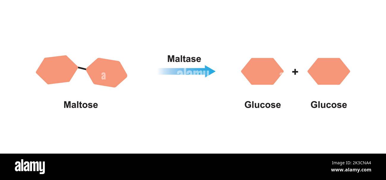 Effetto dell'enzima maltasi sulla molecola di zucchero del maltosio. Idrolisi del maltosio. Illustrazione vettoriale. Illustrazione Vettoriale