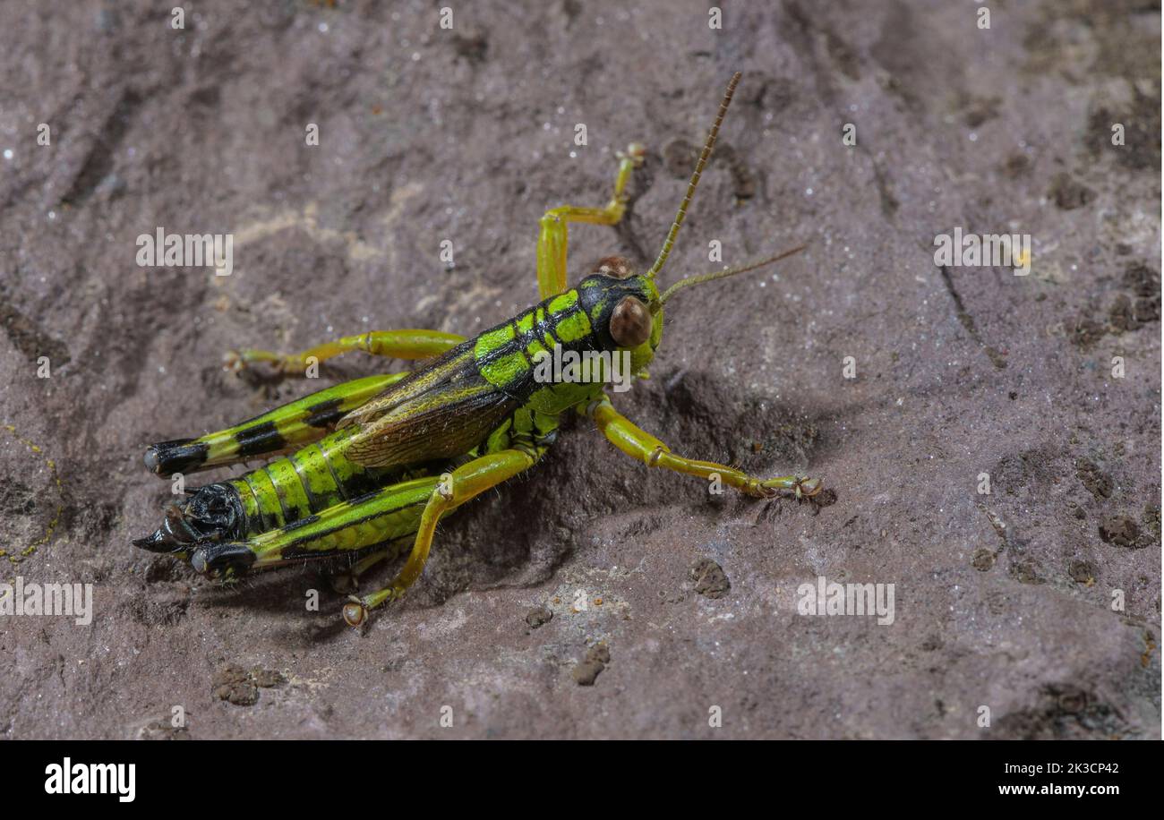 Una grasshopper alpina senza leggerezza, Grasshopper montagna Verde, Miramella alpina, nelle Alpi italiane. Foto Stock