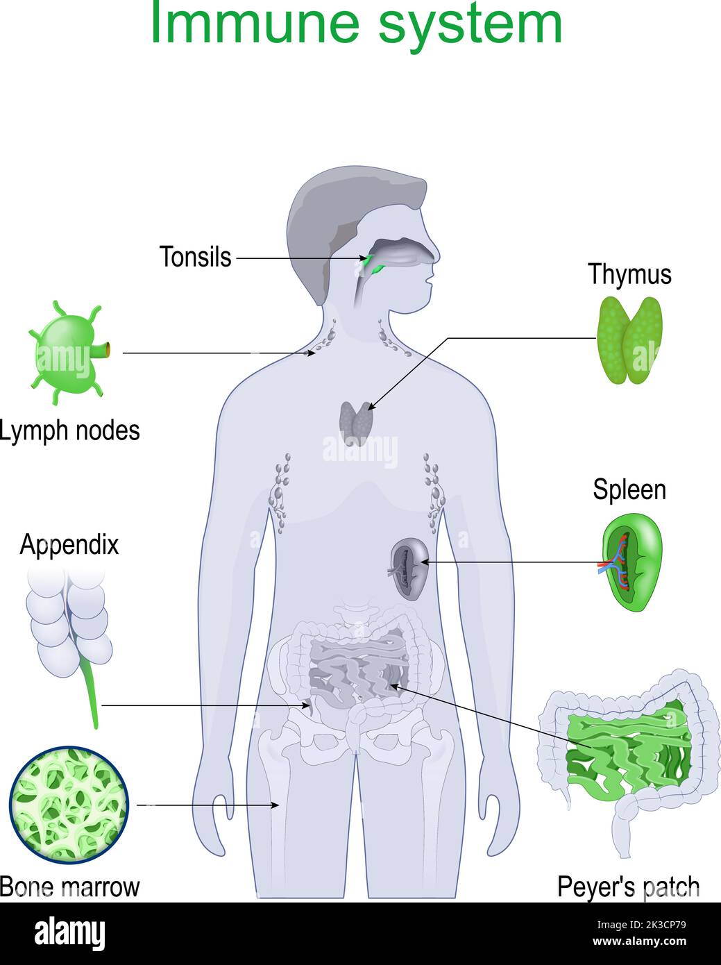 Sistema immunitario. Struttura e organi interni del sistema linfatico. Illustrazione vettoriale. Illustrazione Vettoriale