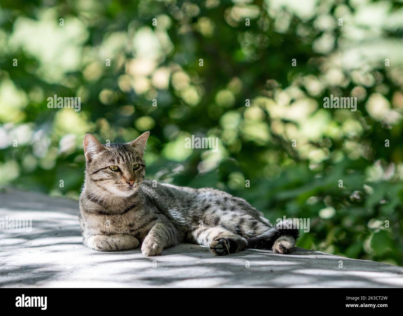 Un adorabile gatto domestico sta geting riposo con sfondo di fogliame sfocato. Foto di alta qualità Foto Stock