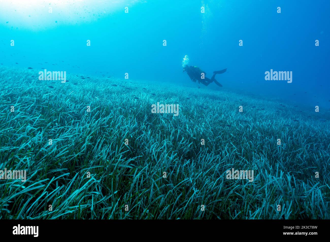 Letti Neptuneseagrass, Posidonia oceanica, Gokova Bay Marina protetta Area Turchia Foto Stock