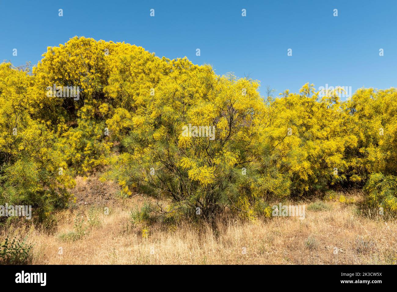 La scopa dell'Etna (Genista aetnensis) in fiore, una vista spettacolare in estate che cresce sulle pendici del famoso vulcano siciliano Foto Stock