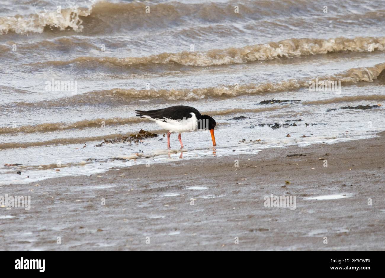 (Oystercatcher Haematopus ostralegus) Foto Stock