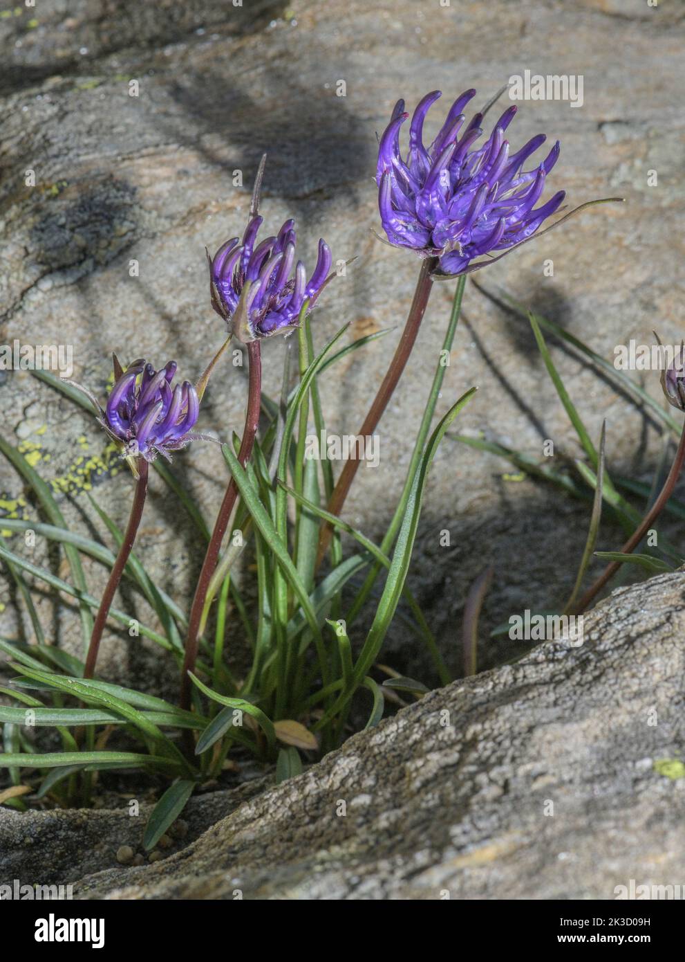 Rampione a testa di globo, Phyteuma hemisphaerica su una scricchiera rocciosa acida, Alpi italiane. Foto Stock