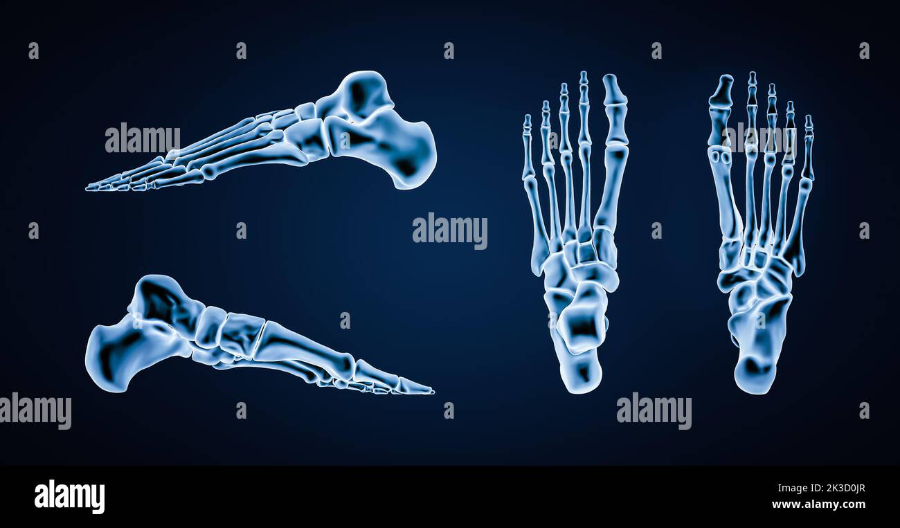 Illustrazione accurata delle ossa del piede sinistro umano o dello scheletro 3D. Vista laterale, mediale, dorsale e plantare. Anatomia, osteologia, scheletro Foto Stock