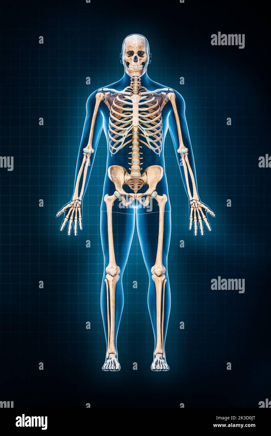 Illustrazione di rappresentazione del sistema scheletrico umano 3D. Vista anteriore o frontale dell'intero scheletro con contorni del corpo maschile su sfondo blu. Anatomia, osteolog Foto Stock