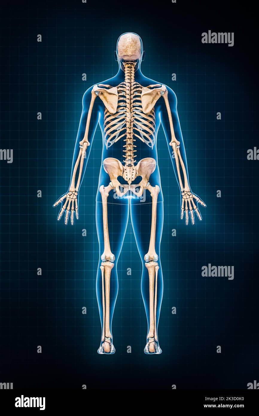 Illustrazione di rappresentazione del sistema scheletrico umano 3D. Vista posteriore o posteriore dello scheletro completo con contorni del corpo maschile su sfondo blu. Anatomia, osteolog Foto Stock