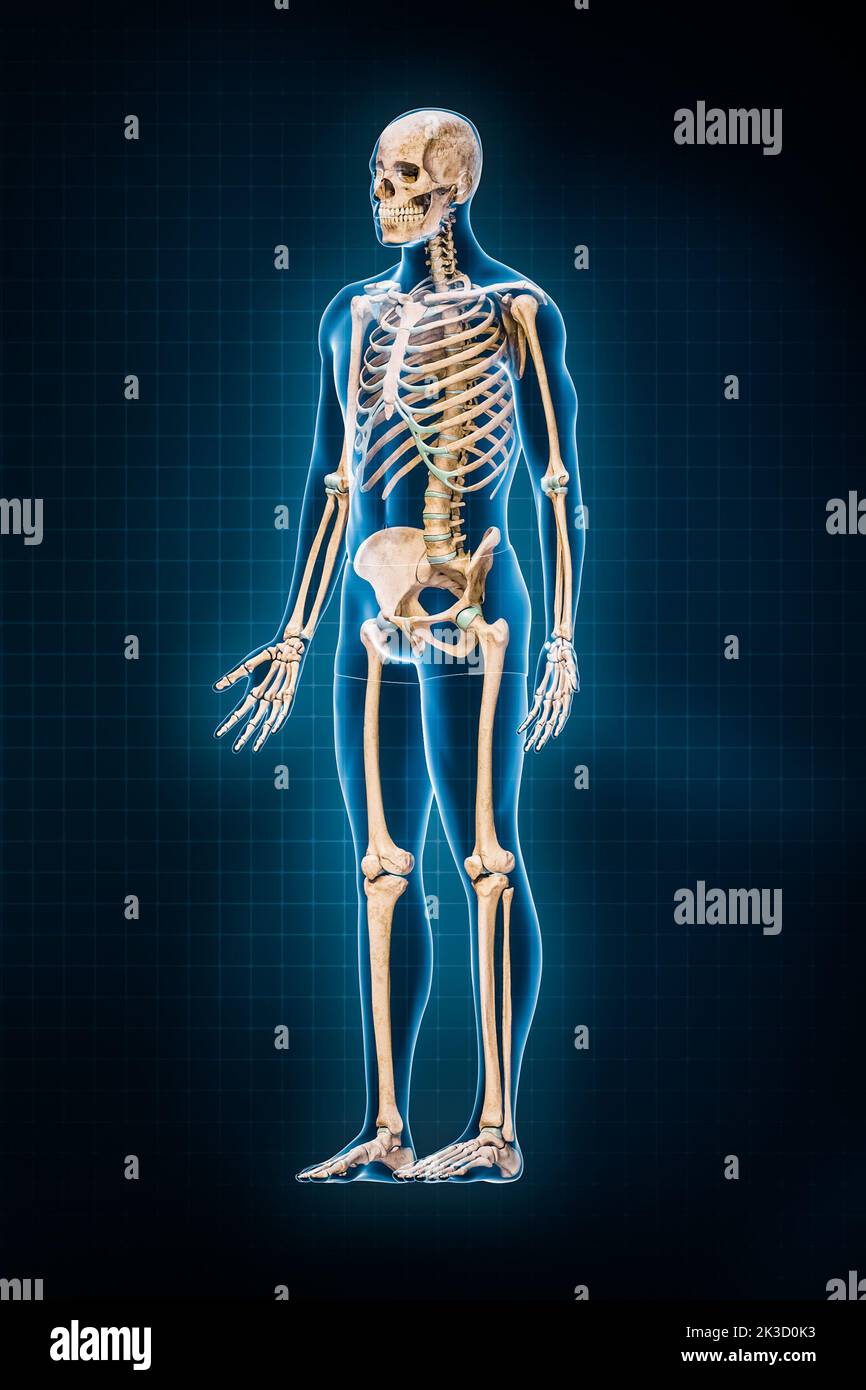 Illustrazione di rappresentazione del sistema scheletrico umano 3D. Vista anteriore o frontale di tre quarti dello scheletro completo con contorni del corpo maschile su sfondo blu. Ana Foto Stock