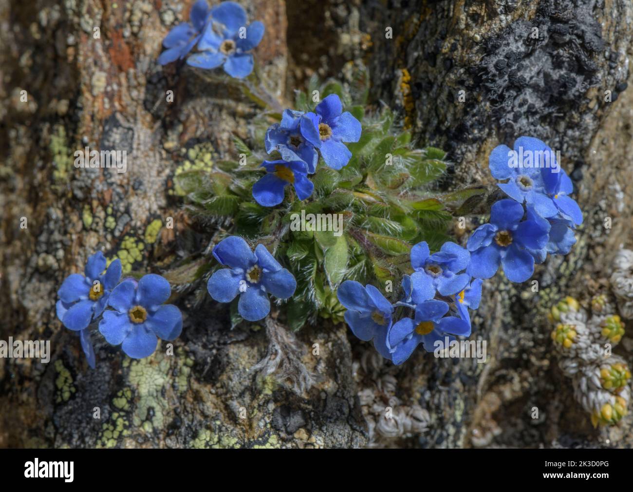 Re delle Alpi, Eritrichium nanum in fiore su rocce acide ad alta quota, Alpi italiane. Foto Stock