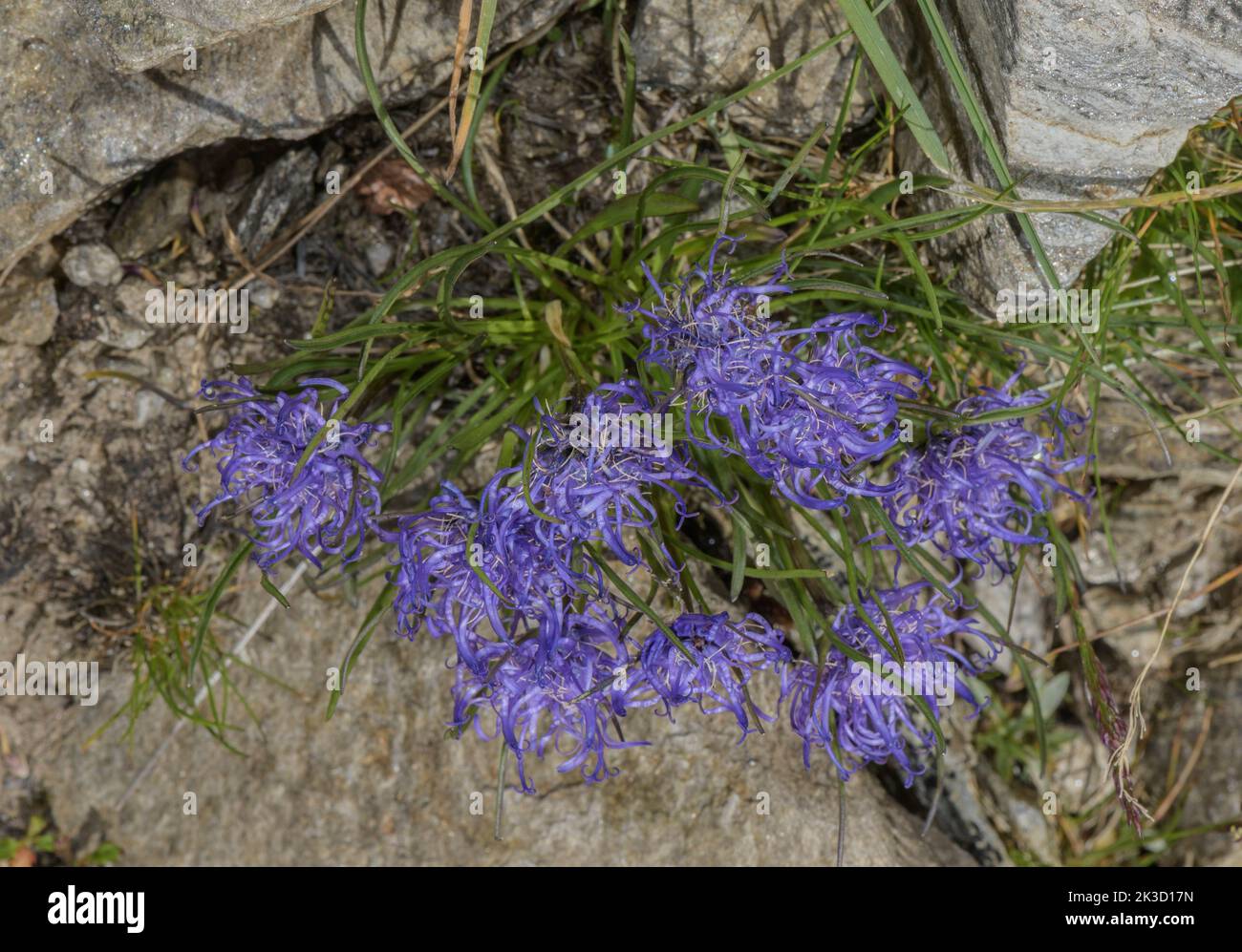 Rampione a testa di globo, Phyteuma hemisphaerica su una scricchiera rocciosa acida, Alpi italiane. Foto Stock
