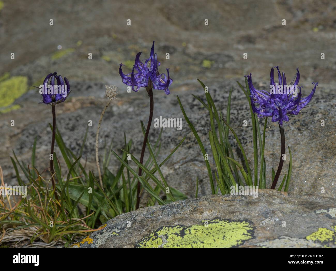 Rampione a testa di globo, Phyteuma hemisphaerica su una scricchiera rocciosa acida, Alpi italiane. Foto Stock