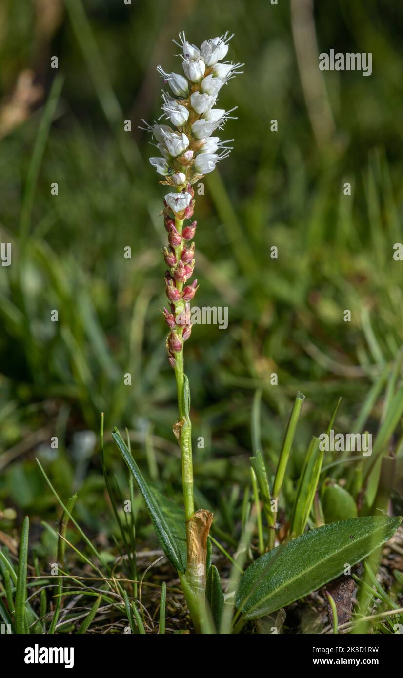 Bistort alpino, Persicaria vivipara in fiore, con fiori e tori, in prato di montagna. Foto Stock