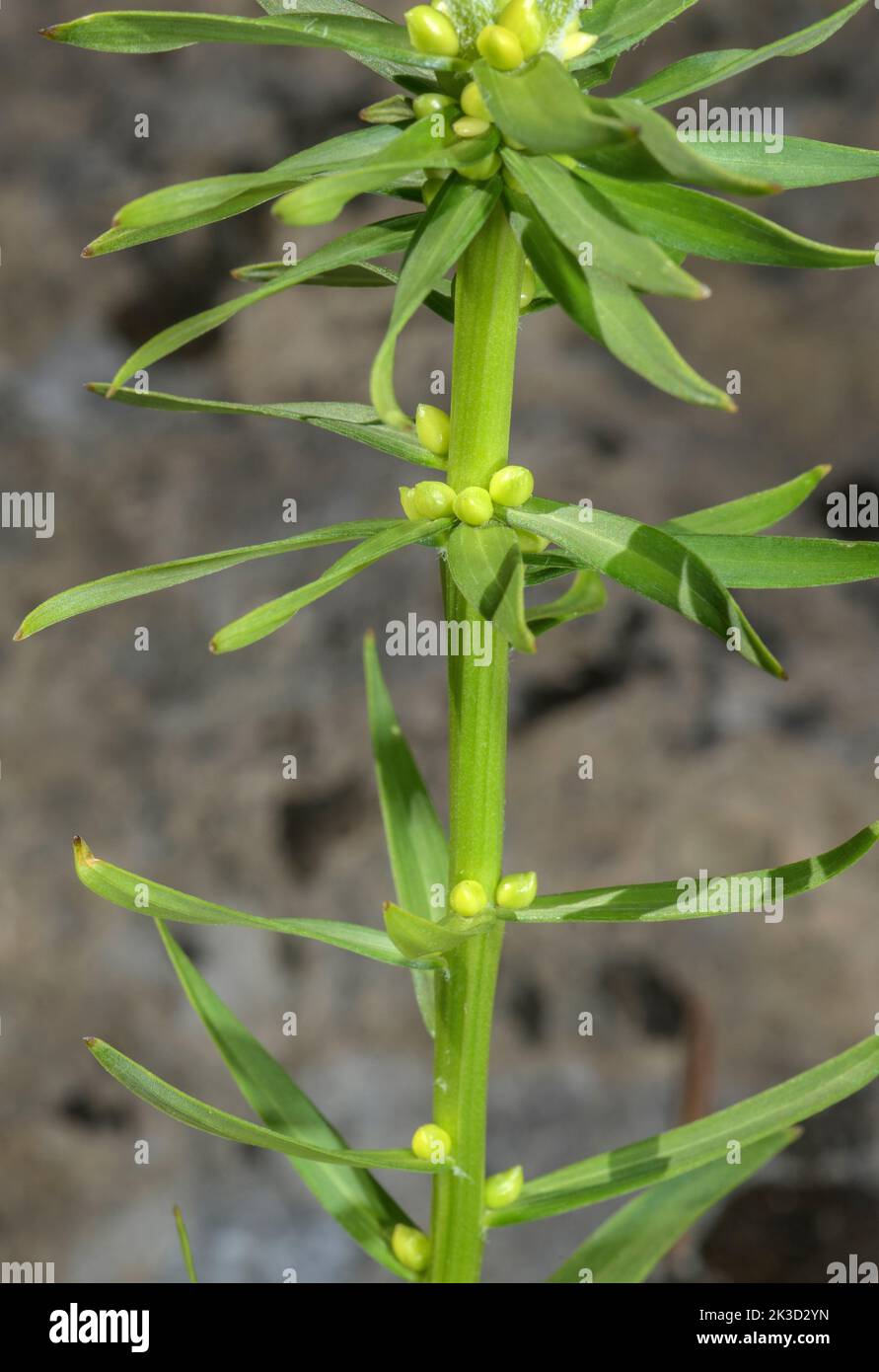 Bulbi di giglio arancione, Lilium bulbiferum ssp bulbiferum Foto Stock