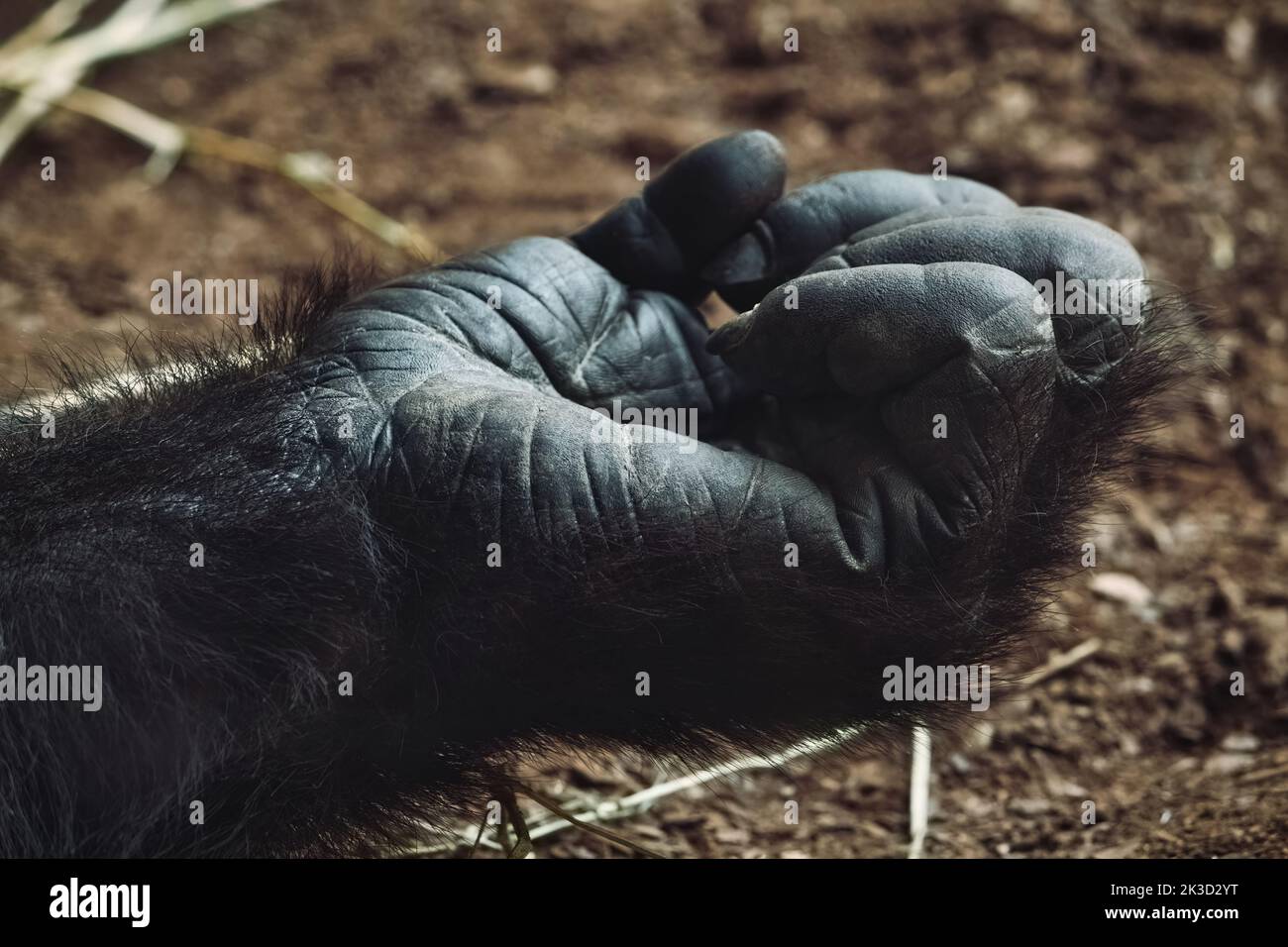 Primo piano della mano di un gorilla di montagna adulto che giace a terra Foto Stock