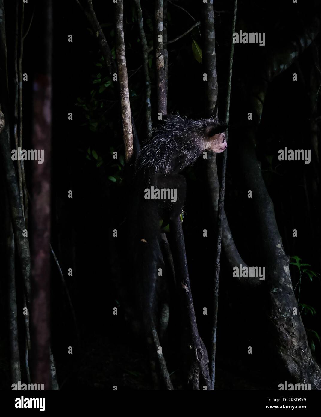 Ritratto notturno di Daubentonia madagascariensis aka lemure Aye-Aye, Atsinanana regione del Madagascar Foto Stock