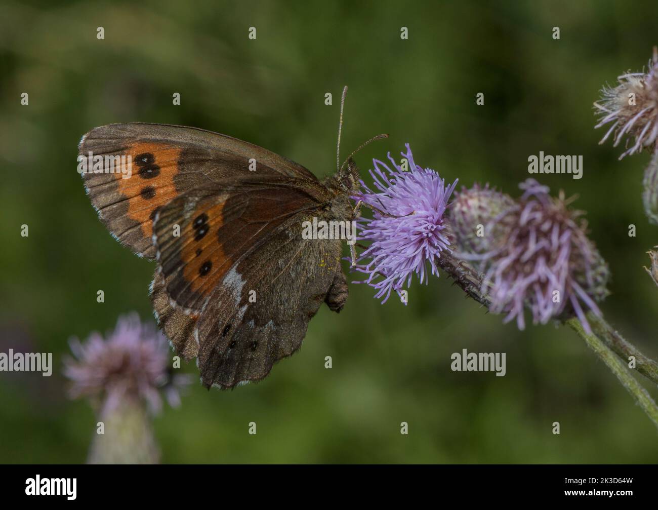 Large Ringlet, Erebia euryale si nutrono a Creeping Thistle nelle Alpi francesi. Foto Stock