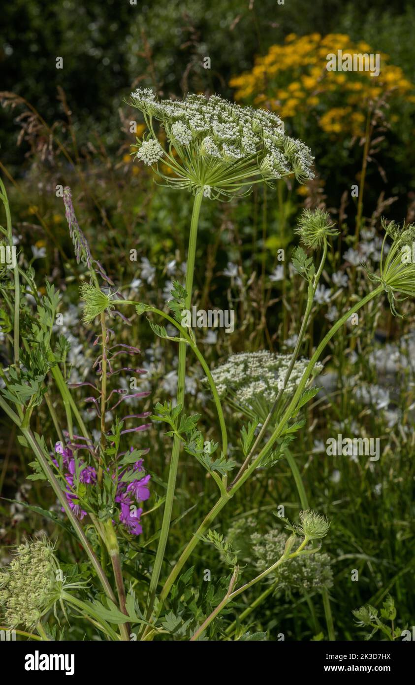 Carota lunare, libanotis Seseli in fiore. Foto Stock