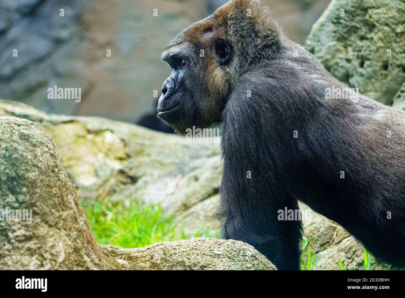 Gorilla africana in profilo fissando altri membri del suo pacchetto. Foto Stock
