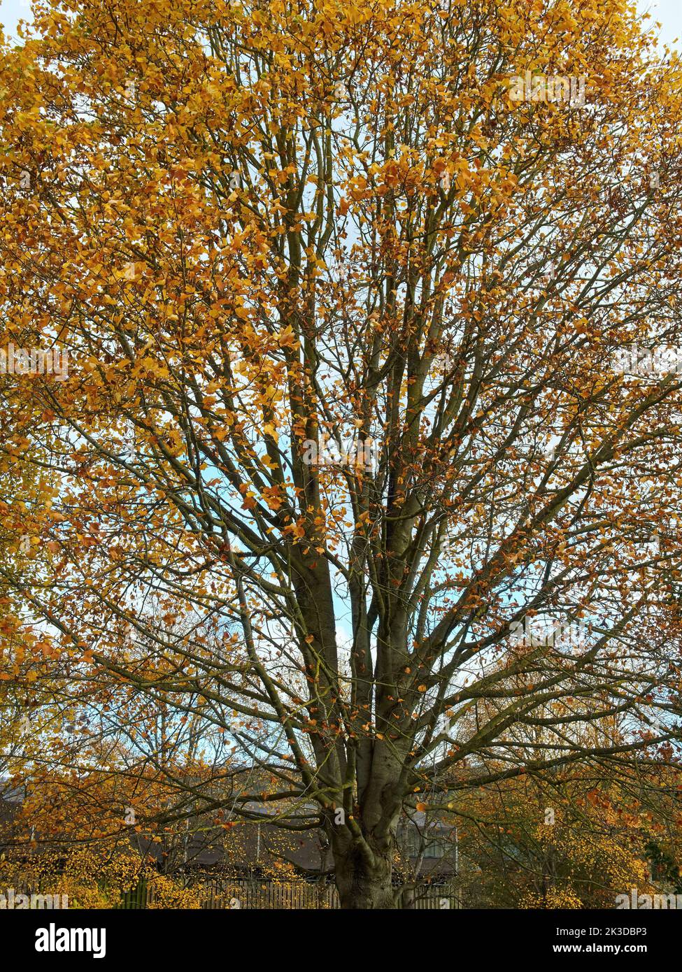 I rami si stagliano come un ventilatore alluvionale, portando foglie autunnali arancioni e dorate e dividendo un delicato cielo blu e bianco con la loro tracia. Foto Stock