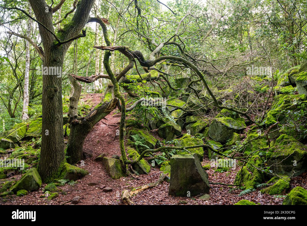 Spooky Old wood, Stanton Moor, Peak District, Derbyshire, Regno Unito Foto Stock