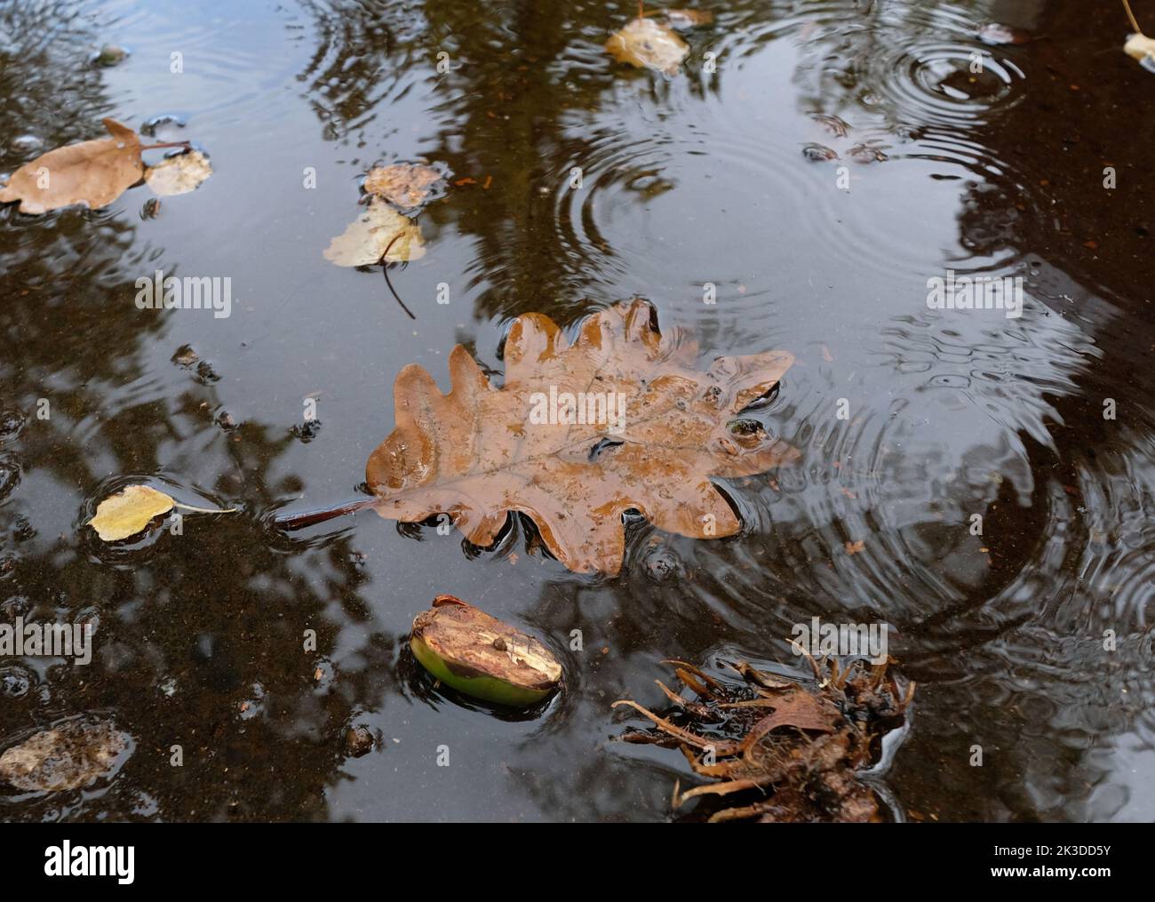 Stoccarda, Germania. 26th Set, 2022. Gli alberi si riflettono in una pozza in cui le foglie galleggiano. Credit: Bernd Weißbrod/dpa/Alamy Live News Foto Stock