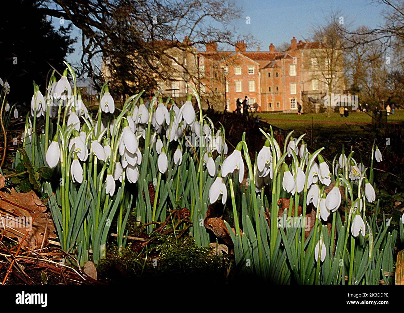 I primi fiori di primavera. Gocce di neve presso l'Abbazia di Mottisfont del National Trust vicino a Romsey Hants. PIC Mike Walker, 2015 Mike Walker Pictures Foto Stock