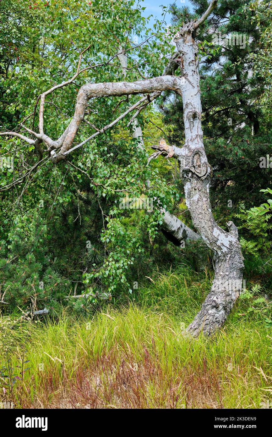 La caratteristica betulla groppa al bordo di un gruppo di alberi. Foto Stock