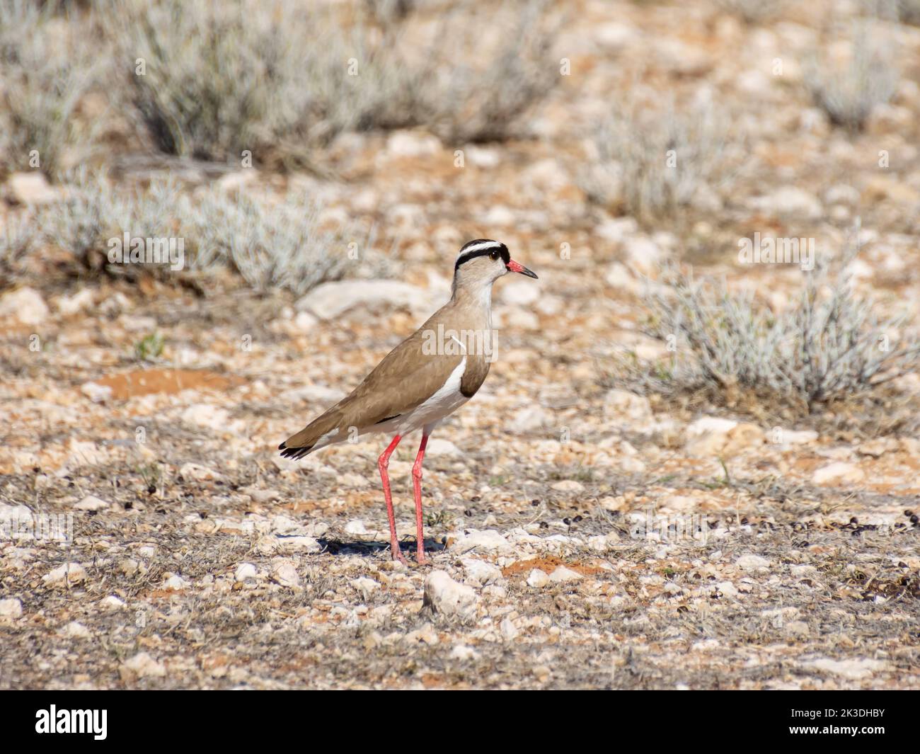 Un Lapwing incoronato nella savana di Kalahari Foto Stock