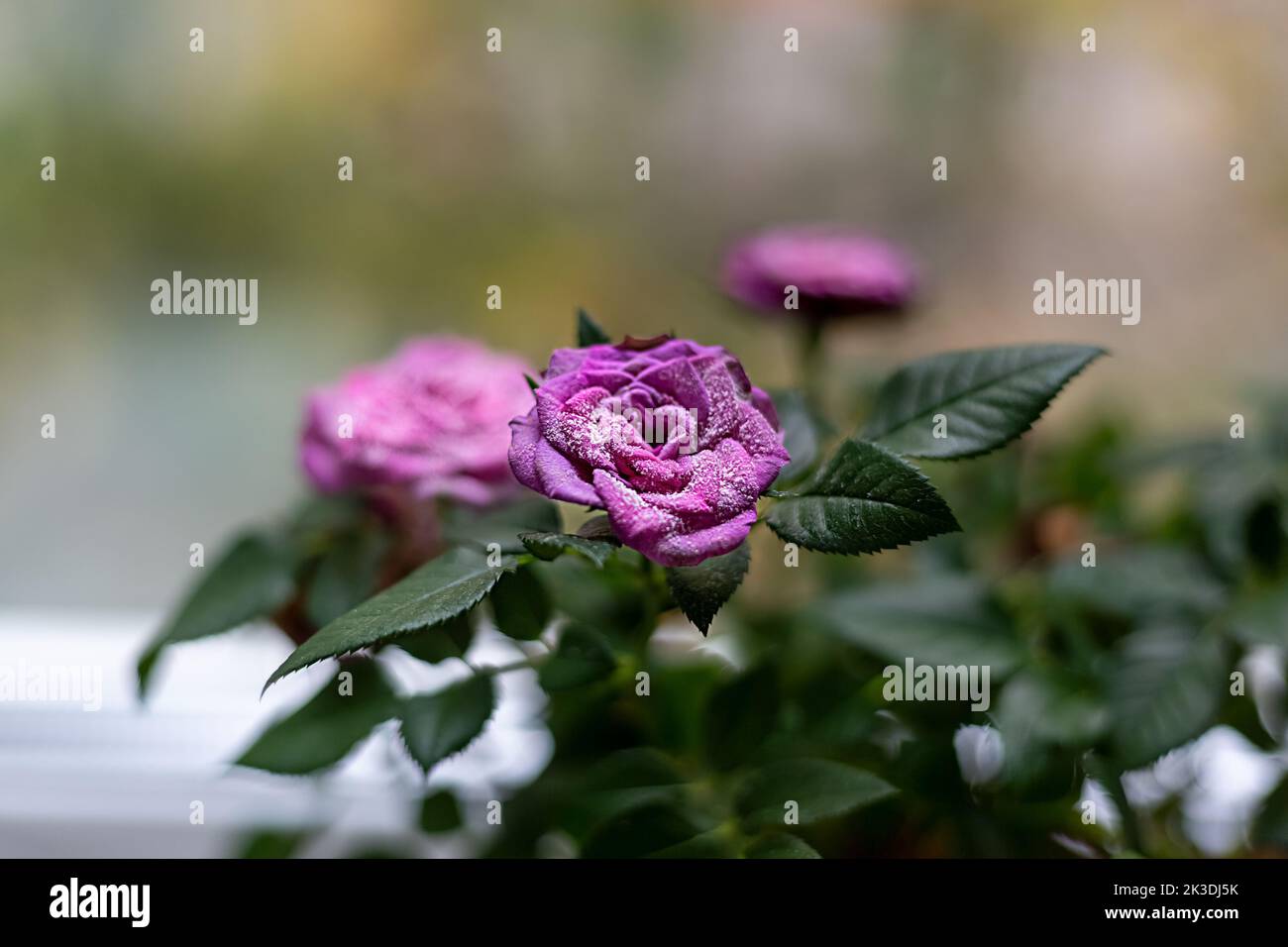 Una bella rosa rosa, affetta da muffa polverosa. Malattie di fiori e piante. Foto Stock